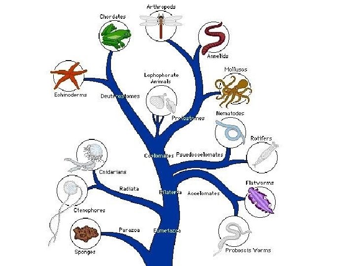 Animal Diversity multicellular heterotrophic eukaryotic organism with