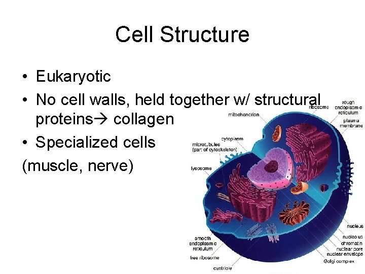 Cell Structure • Eukaryotic • No cell walls, held together w/ structural proteins collagen