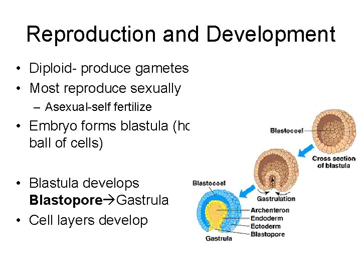 Reproduction and Development • Diploid- produce gametes • Most reproduce sexually – Asexual-self fertilize