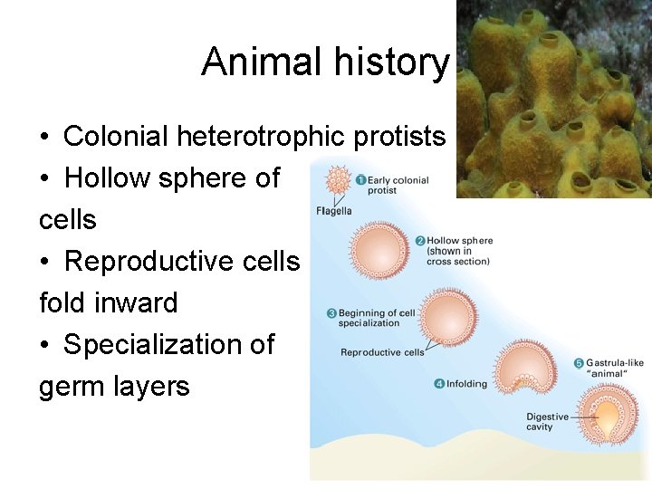 Animal history • Colonial heterotrophic protists • Hollow sphere of cells • Reproductive cells