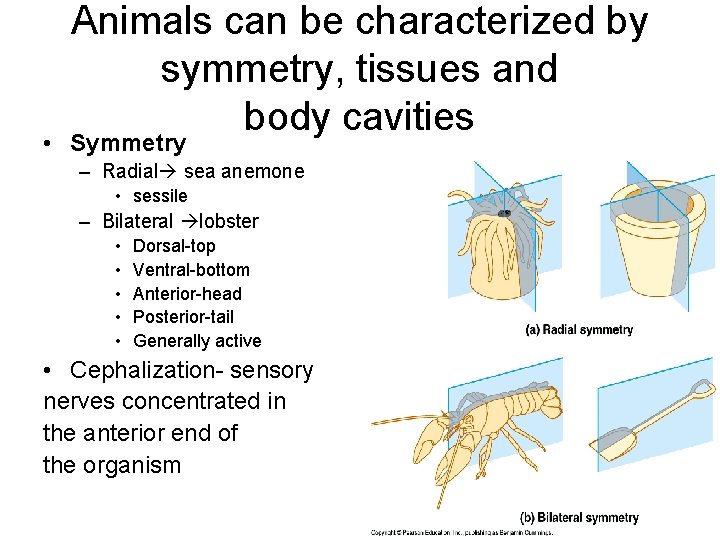 Animals can be characterized by symmetry, tissues and body cavities • Symmetry – Radial
