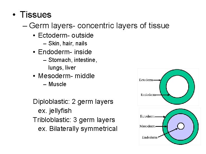  • Tissues – Germ layers- concentric layers of tissue • Ectoderm- outside –