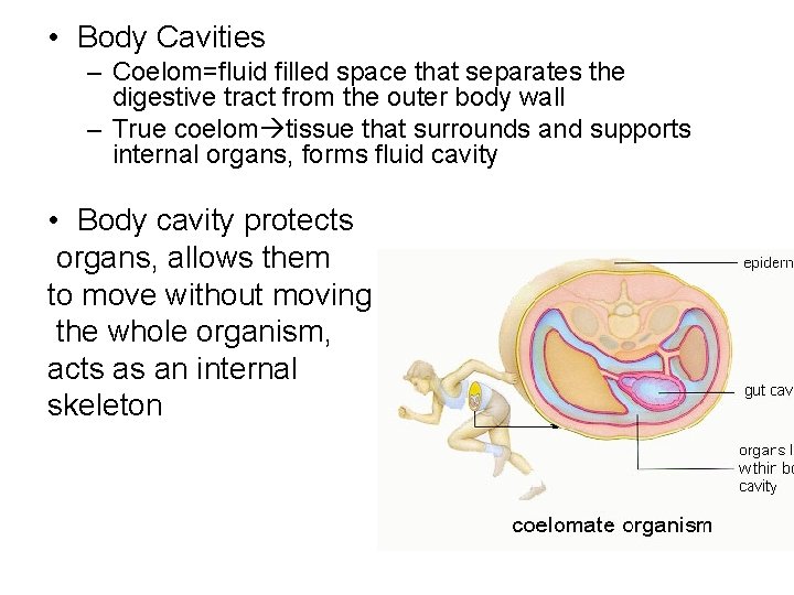  • Body Cavities – Coelom=fluid filled space that separates the digestive tract from