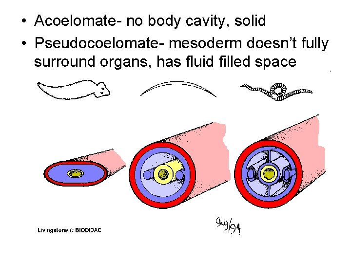  • Acoelomate- no body cavity, solid • Pseudocoelomate- mesoderm doesn’t fully surround organs,