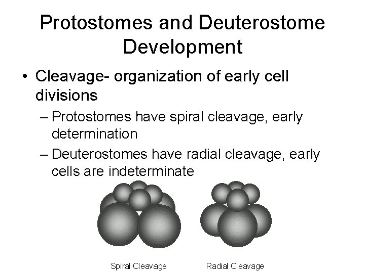 Protostomes and Deuterostome Development • Cleavage- organization of early cell divisions – Protostomes have
