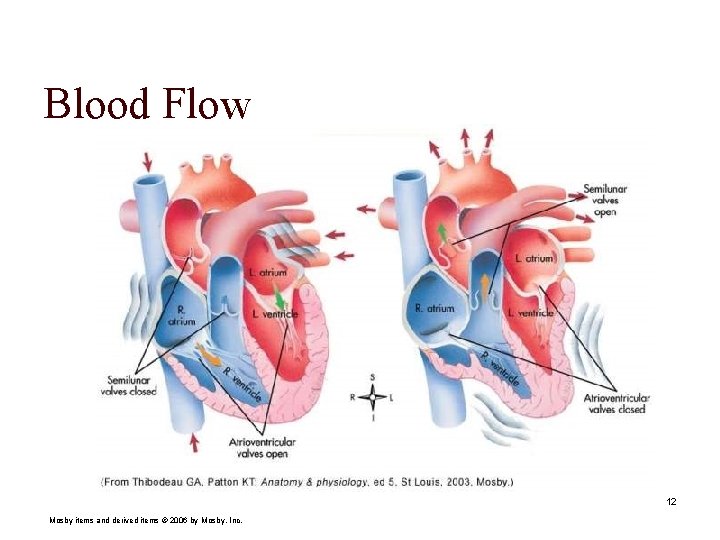 Blood Flow 12 Mosby items and derived items © 2006 by Mosby, Inc. 