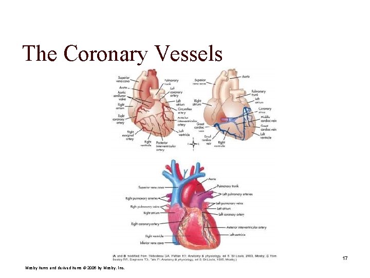 The Coronary Vessels 17 Mosby items and derived items © 2006 by Mosby, Inc.