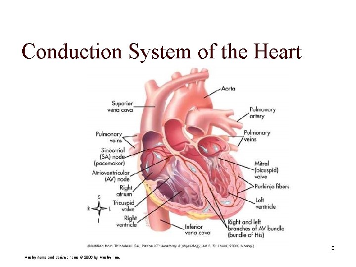 Conduction System of the Heart 19 Mosby items and derived items © 2006 by