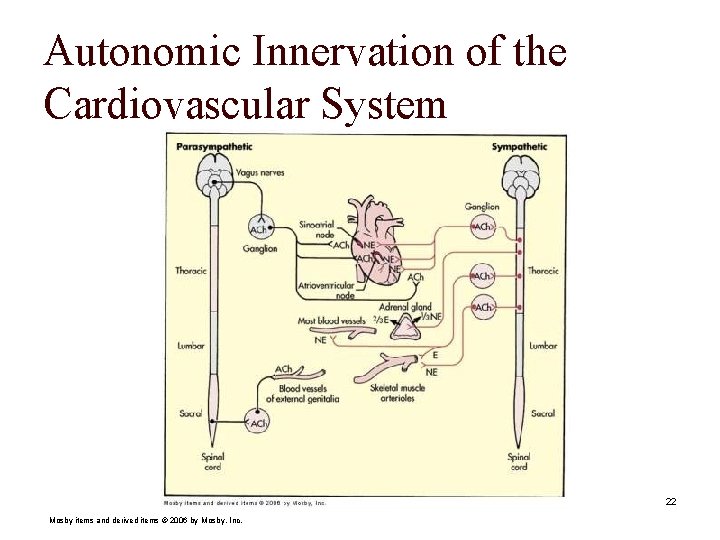 Autonomic Innervation of the Cardiovascular System 22 Mosby items and derived items © 2006
