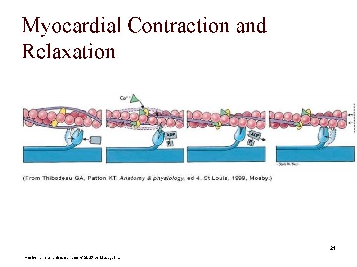 Myocardial Contraction and Relaxation 24 Mosby items and derived items © 2006 by Mosby,