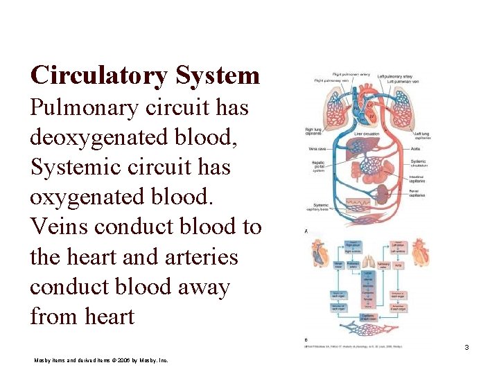 Circulatory System Pulmonary circuit has deoxygenated blood, Systemic circuit has oxygenated blood. Veins conduct