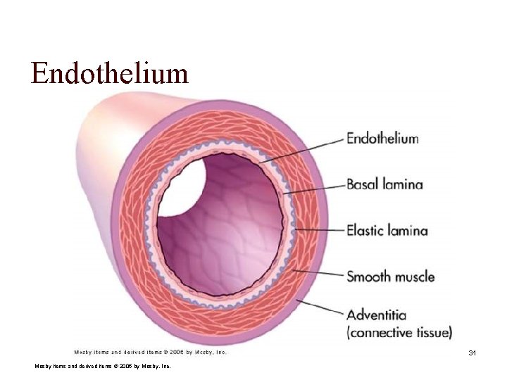 Endothelium 31 Mosby items and derived items © 2006 by Mosby, Inc. 