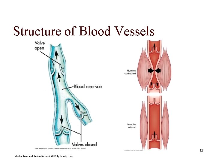 Structure of Blood Vessels 32 Mosby items and derived items © 2006 by Mosby,