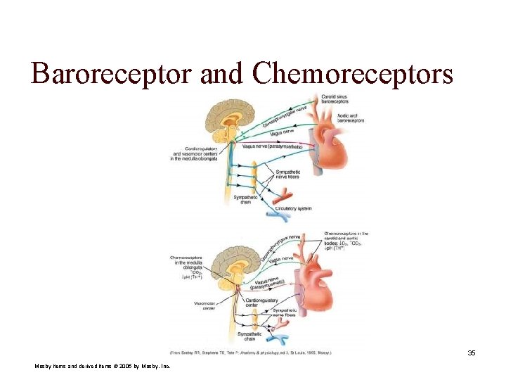 Baroreceptor and Chemoreceptors 35 Mosby items and derived items © 2006 by Mosby, Inc.