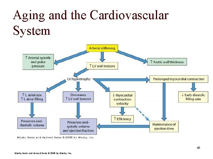 Aging and the Cardiovascular System 48 Mosby items and derived items © 2006 by