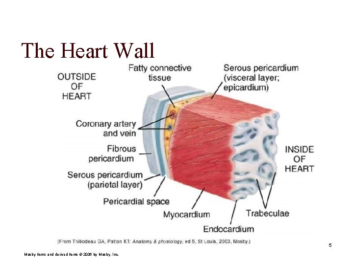 The Heart Wall 5 Mosby items and derived items © 2006 by Mosby, Inc.