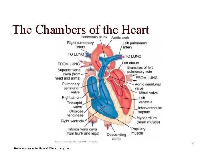 The Chambers of the Heart 7 Mosby items and derived items © 2006 by