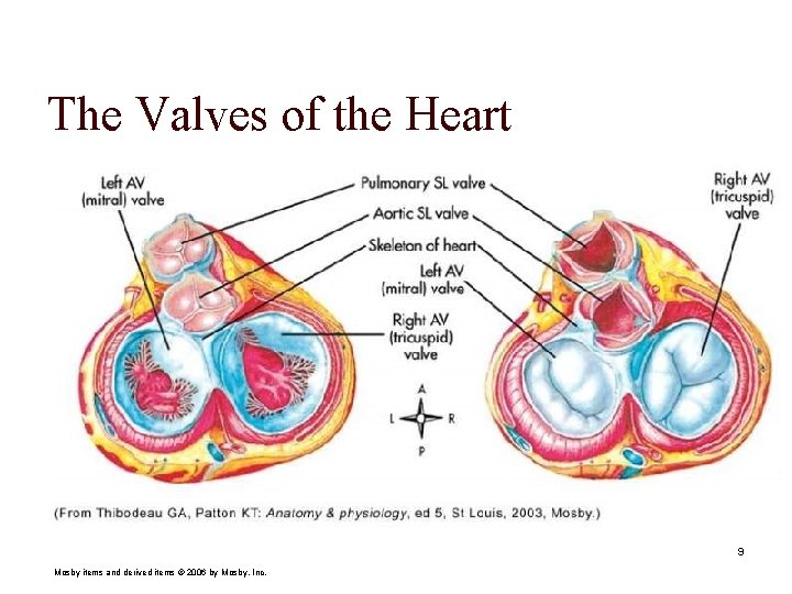 The Valves of the Heart 9 Mosby items and derived items © 2006 by