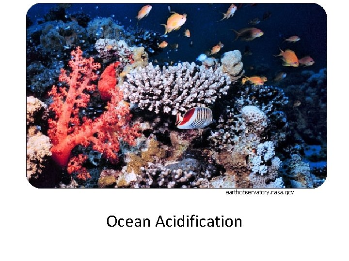 earthobservatory. nasa. gov Ocean Acidification 
