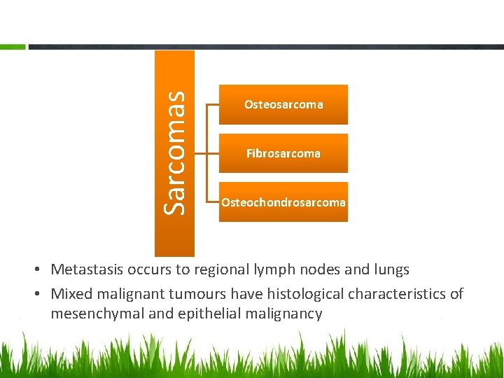 Sarcomas Osteosarcoma Fibrosarcoma Osteochondrosarcoma • Metastasis occurs to regional lymph nodes and lungs •