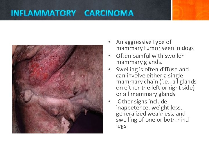  • An aggressive type of mammary tumor seen in dogs • Often painful