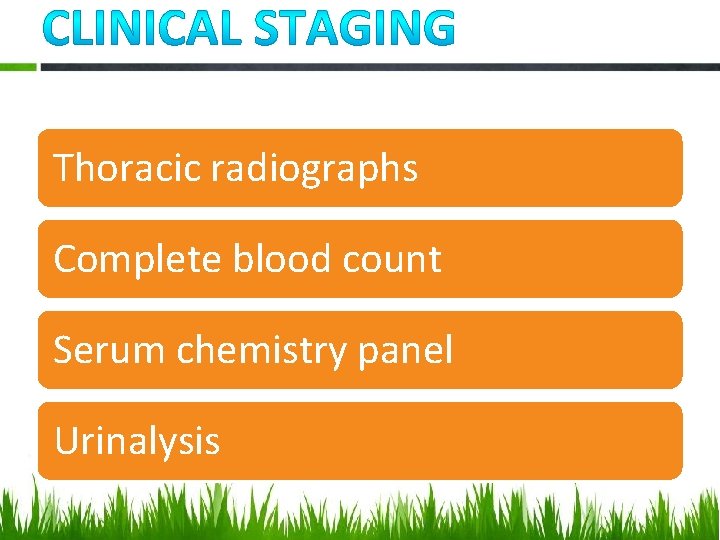 Thoracic radiographs Complete blood count Serum chemistry panel Urinalysis 