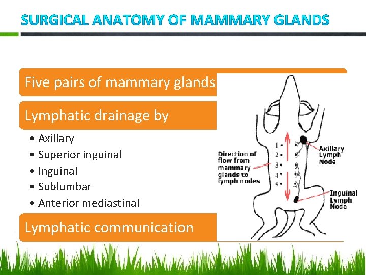 Five pairs of mammary glands Lymphatic drainage by • Axillary • Superior inguinal •