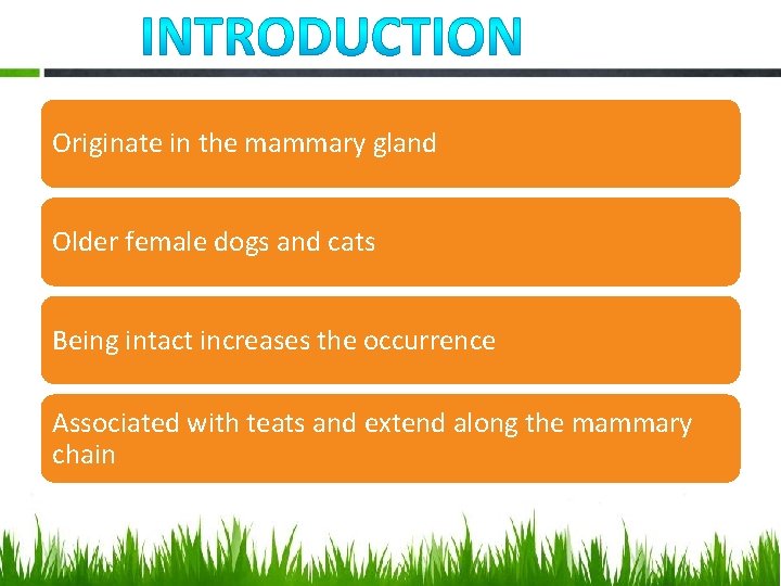 Originate in the mammary gland Older female dogs and cats Being intact increases the