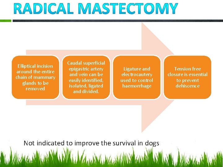 Elliptical incision around the entire chain of mammary glands to be removed Caudal superficial