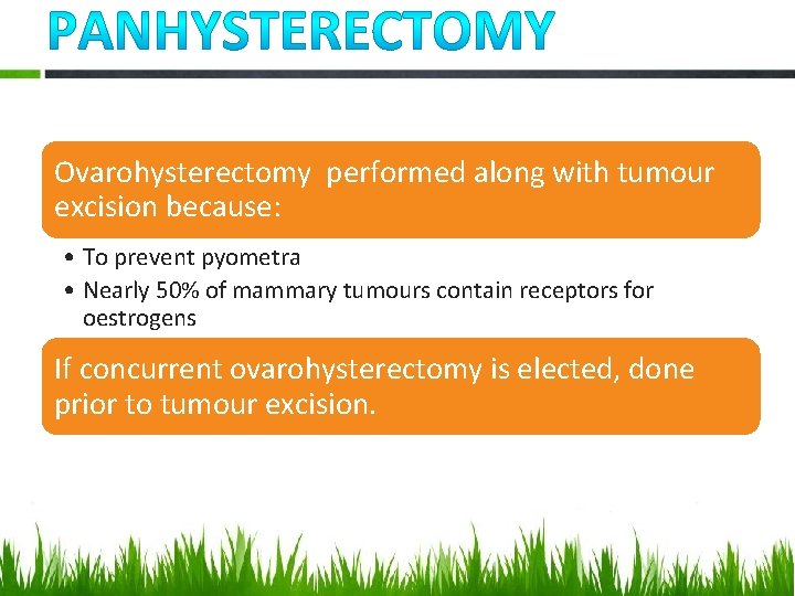 Ovarohysterectomy performed along with tumour excision because: • To prevent pyometra • Nearly 50%