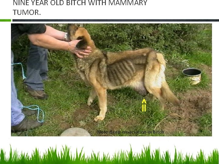 NINE YEAR OLD BITCH WITH MAMMARY TUMOR. Note deep emaciation in bitch 