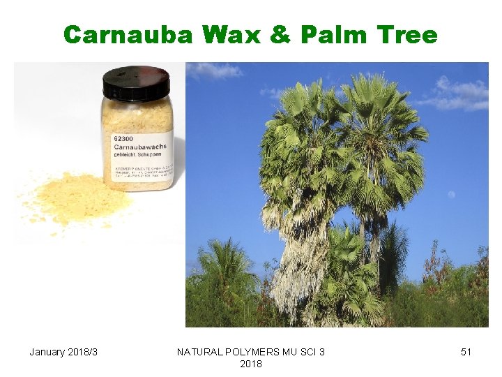 Carnauba Wax & Palm Tree January 2018/3 NATURAL POLYMERS MU SCI 3 2018 51