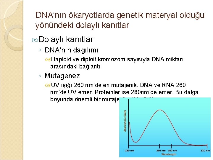 DNA’nın ökaryotlarda genetik materyal olduğu yönündeki dolaylı kanıtlar Dolaylı kanıtlar ◦ DNA’nın dağılımı Haploid