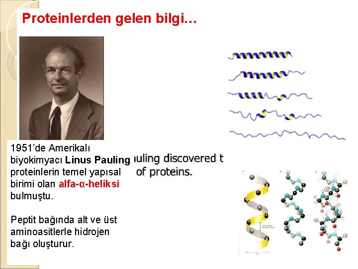 Proteinlerden gelen bilgi… 1951’de Amerikalı biyokimyacı Linus Pauling proteinlerin temel yapısal birimi olan alfa-α-heliksi