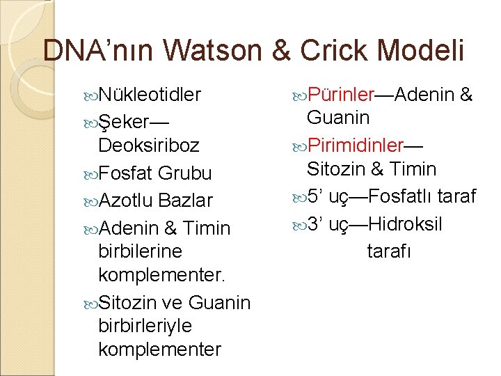 DNA’nın Watson & Crick Modeli Nükleotidler Pürinler—Adenin & Şeker— Guanin Pirimidinler— Sitozin & Timin