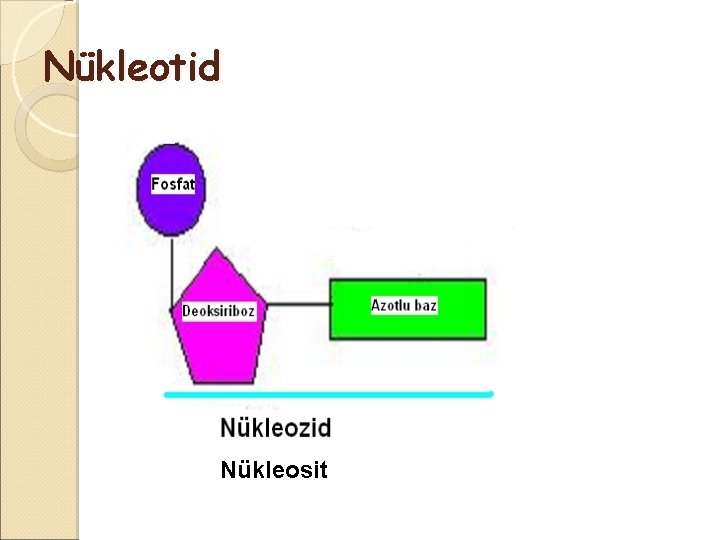  Nükleotid Nükleosit 