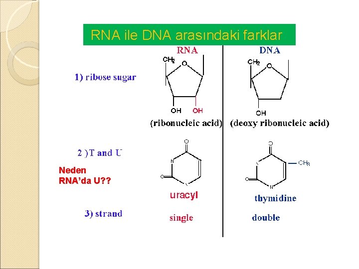  RNA ile DNA arasındaki farklar Neden RNA’da U? ? 
