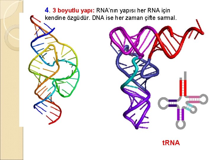 4. 3 boyutlu yapı: RNA’nın yapısı her RNA için kendine özgüdür. DNA ise her