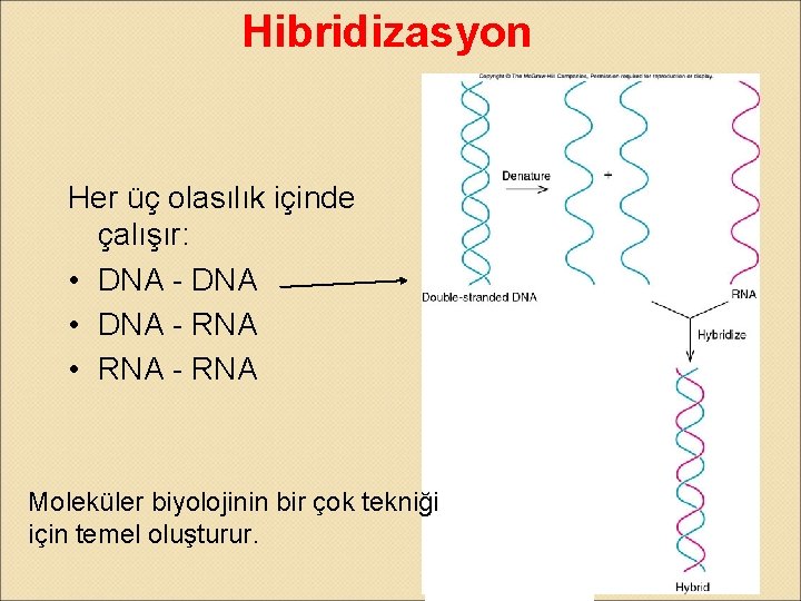 Hibridizasyon Her üç olasılık içinde çalışır: • DNA - DNA • DNA - RNA