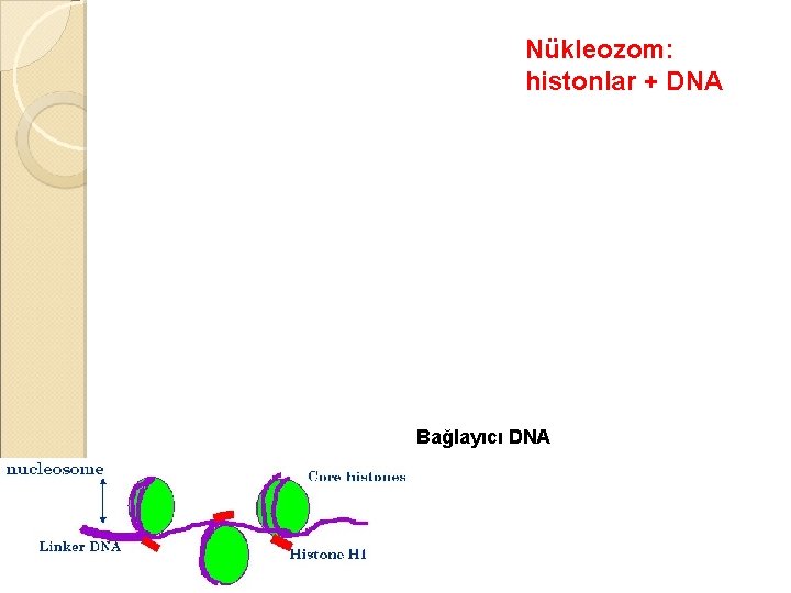 Nükleozom: histonlar + DNA Bağlayıcı DNA 