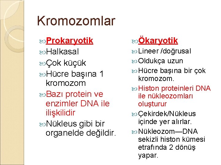 Kromozomlar Prokaryotik Halkasal Çok küçük Hücre başına 1 kromozom Bazı protein ve enzimler DNA
