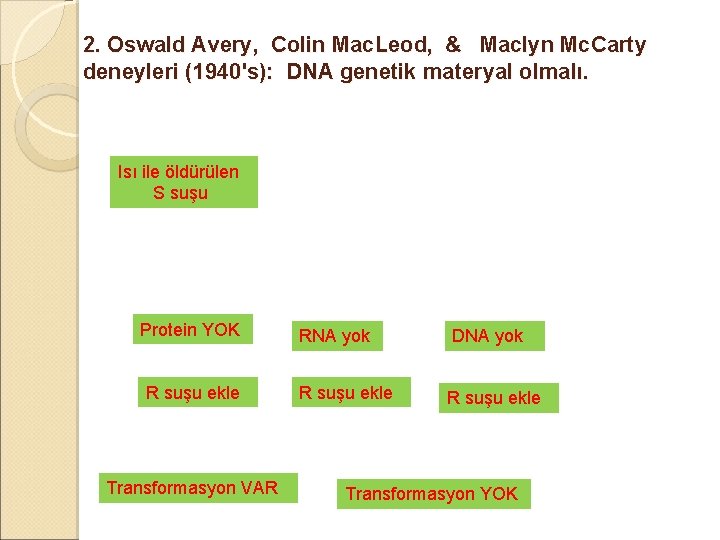 2. Oswald Avery, Colin Mac. Leod, & Maclyn Mc. Carty deneyleri (1940's): DNA genetik