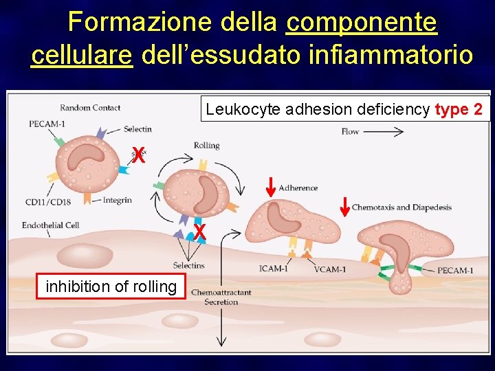 Formazione della componente cellulare dell’essudato infiammatorio Leukocyte adhesion deficiency type 2 X X inhibition