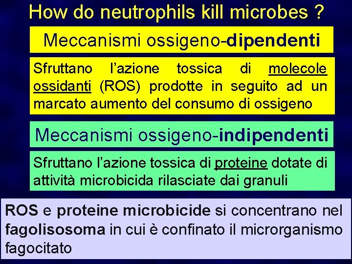 How do neutrophils kill microbes ? Meccanismi ossigeno-dipendenti Sfruttano l’azione tossica di molecole ossidanti