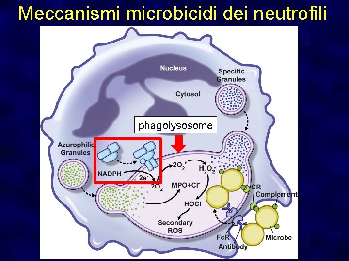 Meccanismi microbicidi dei neutrofili phagolysosome 