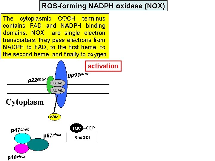 ROS-forming NADPH oxidase (NOX) The cytoplasmic COOH terminus contains FAD and NADPH binding HOCI