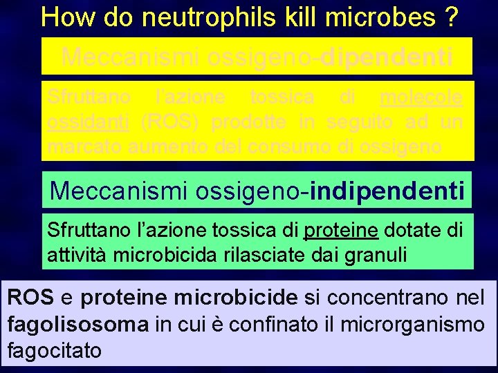 How do neutrophils kill microbes ? Meccanismi ossigeno-dipendenti Sfruttano l’azione tossica di molecole ossidanti