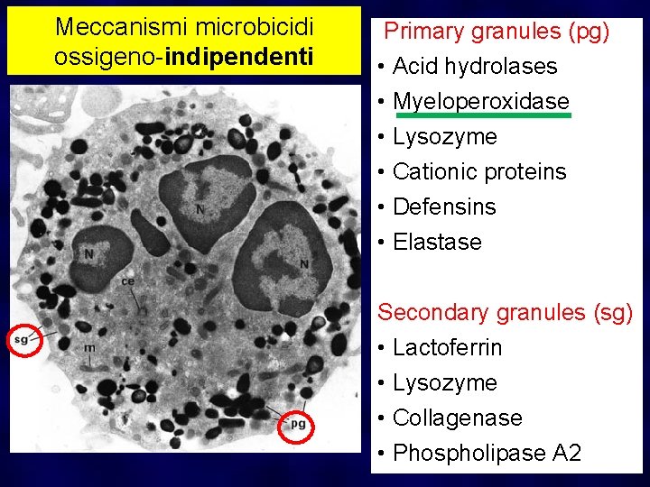 Meccanismi microbicidi ossigeno-indipendenti Primary granules (pg) • Acid hydrolases • Myeloperoxidase • Lysozyme •