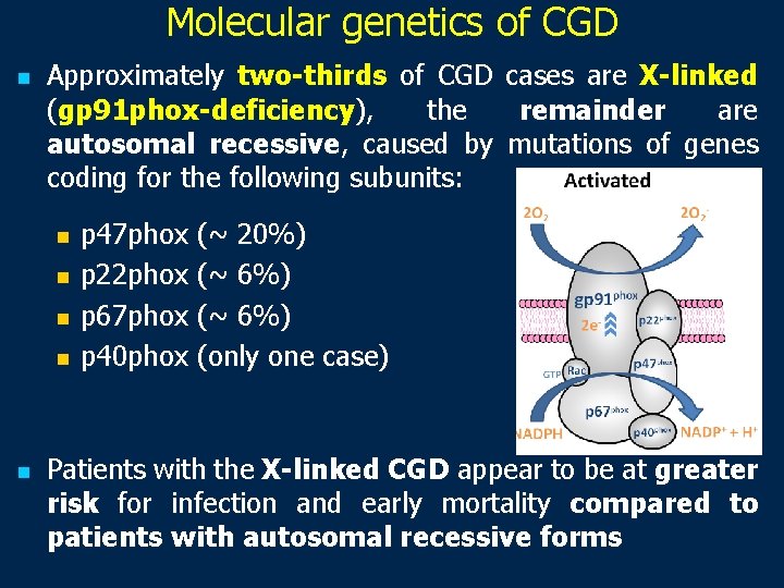 Molecular genetics of CGD n Approximately two-thirds of CGD cases are X-linked (gp 91