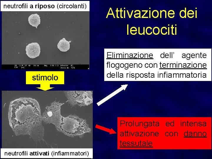 neutrofili a riposo (circolanti) Attivazione dei leucociti Eliminazione dell’ agente flogogeno con terminazione della